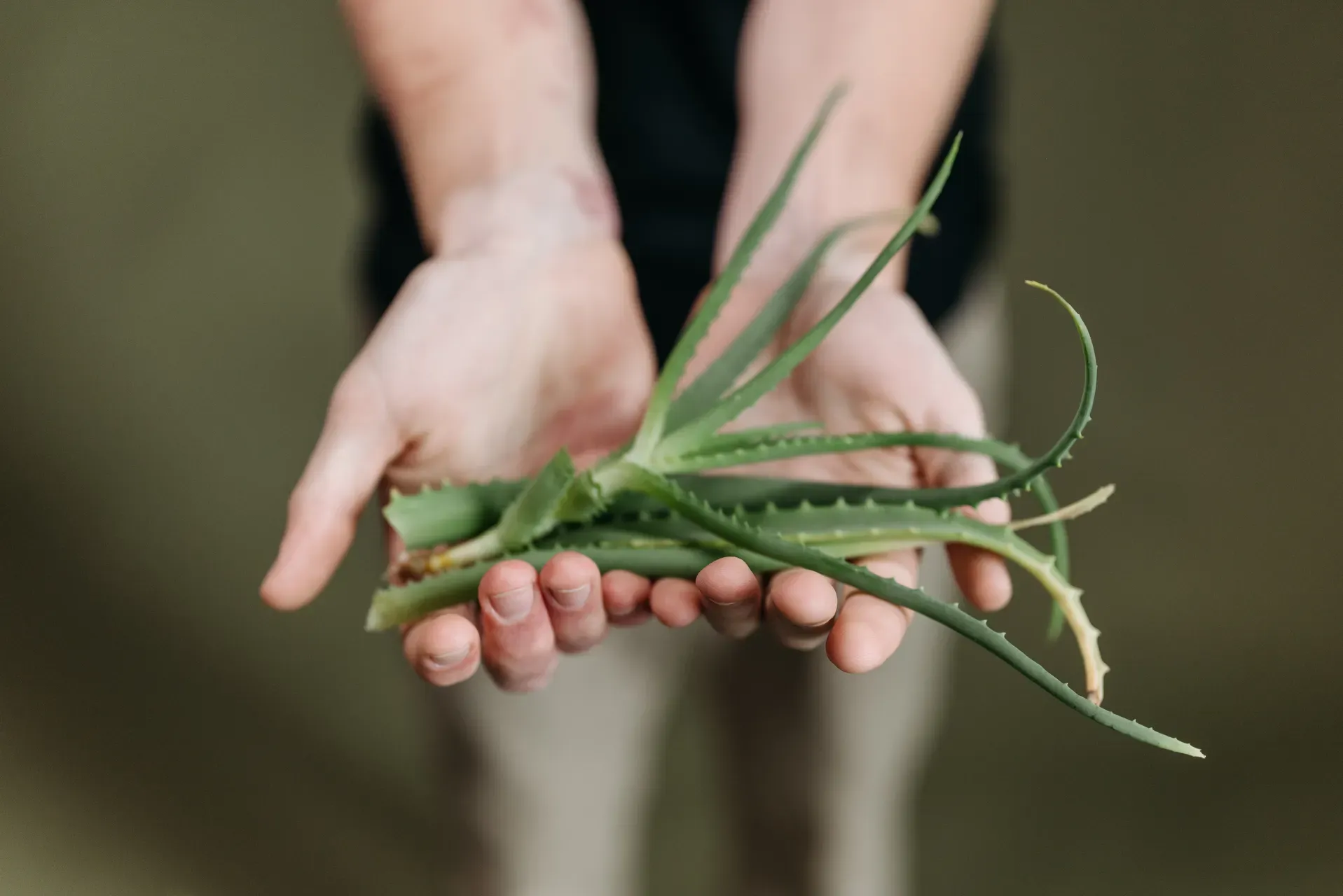 Aloe vera, naturalny sposób łagodzenia poparzeń słonecznych
